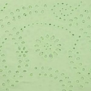 Broderie katoen stof, mint groen. X269